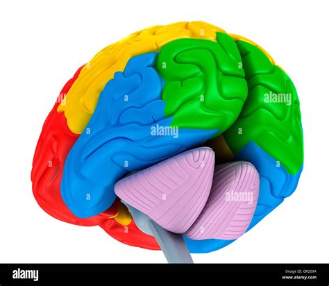 Les Lobes Du Cerveau Dans Diff Rentes Couleurs Isol Sur Blanc