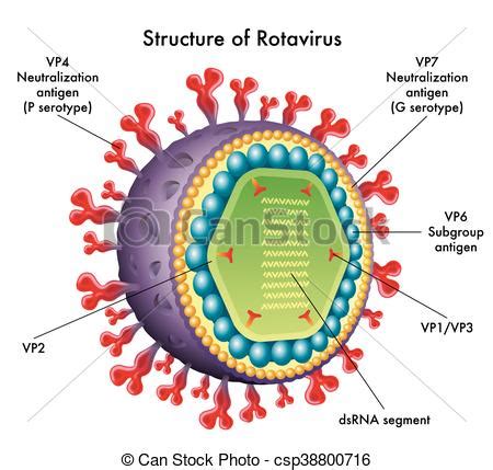 Rotavirus EcuRed