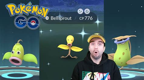 Directo Community Day Bellsprout Con Triple Polvoestelar Pok Mon Go