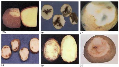 Potato Defects Chart Ponasa