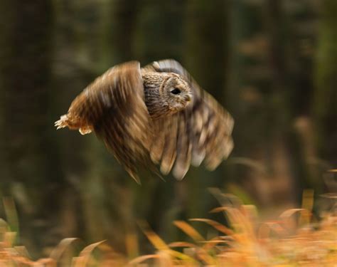 Eagle Owl