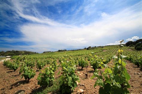 Along The Mediterraneen Coast On Schistous Soil Between Collioure And