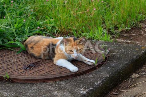 マンホールの上でくつろぐ野良猫 No 22285691｜写真素材なら「写真ac」無料（フリー）ダウンロードok