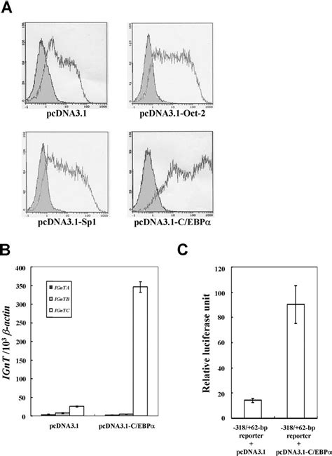 Overexpression Of Oct 2 Spl And C Ebp In K 562 Cells A Expressions