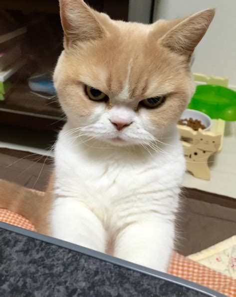 Hazte a un lado Grumpy Cat, llegó Koyuki el gato enojado - EstiloDF