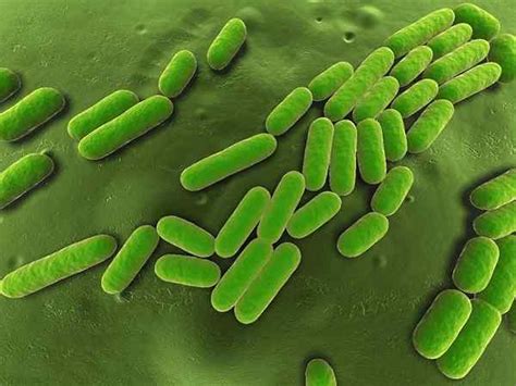 Bacillus Subtilis Learnaboutworld