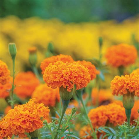 Unwins African Marigold Hot Stuff Seeds Flowers Unwins Uk