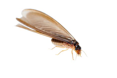 Termites are Swarming – Wheeler Exterminating Company