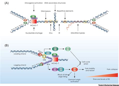 Replication Licensing Aberrations Replication Stress And Genomic