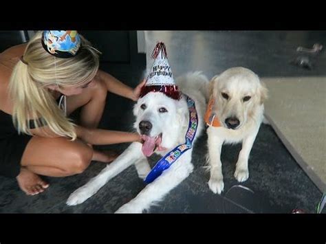 KODA'S THIRD BIRTHDAY! (Super Cooper Sunday #65) | Youtube dogs, Dog ...