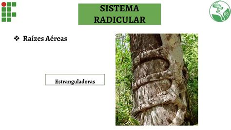 Anatomia E Morfologia Vegetal Ensino M Dio Ppt