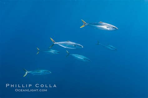 North Pacific Yellowtail Photo Stock Photograph Of A North Pacific