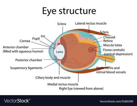 Eye structure Royalty Free Vector Image - VectorStock