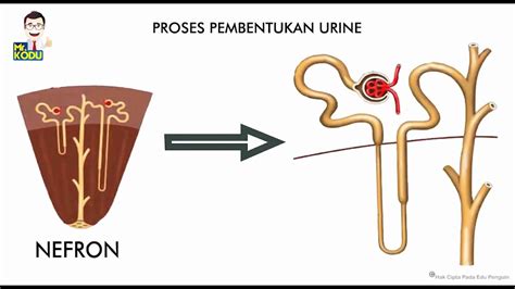 BIOLOGI PROSES PEMBENTUKAN URINE YouTube