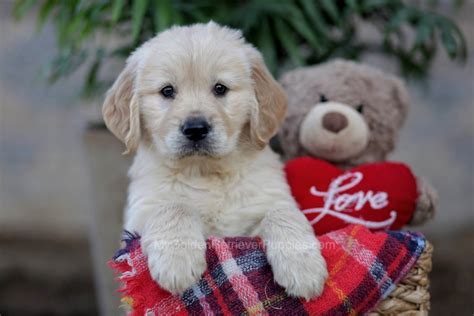 Ben My Golden Retriever Puppies