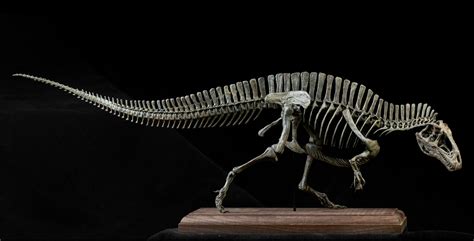 VWUVWU 1/20 Acrocanthosaurus Skeleton Model – Lana Time Shop