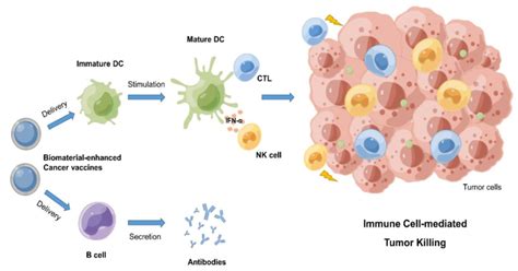 Schematic Representation Of Antitumor Immune Responses Induced By Tumor Download Scientific