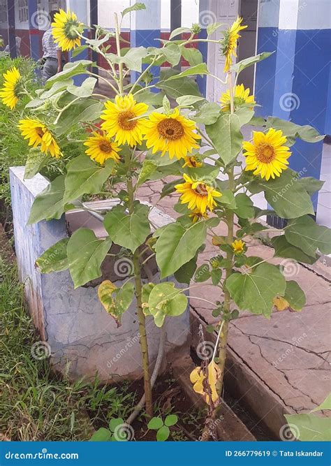 Sunflowers Bloom in January. with Flower Buds Blooming and Very