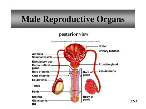 What Are The 14 Organs Of The Male Reproductive System At Cynthia