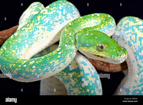 Green Tree Python Morelia Viridis Hi Res Stock Photography And Images