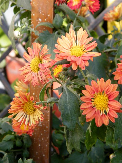 Chrysanthemum Morifolium - Pépinière Cramer Inc.