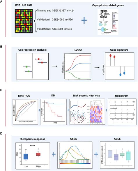 Frontiers Identification And Validation Of A Novel Cuproptosis