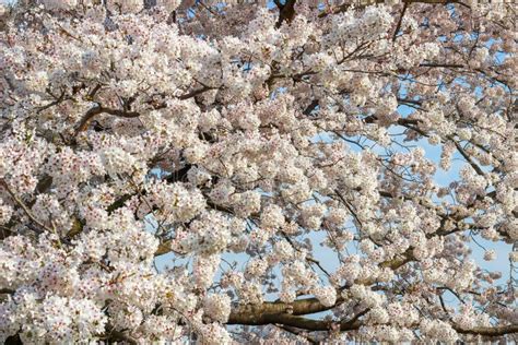 Fiori Di Ciliegia Completamente Fioriti A Showa Kinen KoenShowa