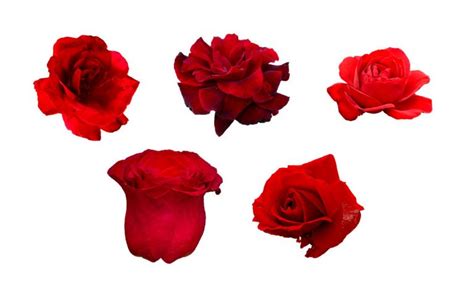 Flower Red Rose Png Image Transparent Onlygfx