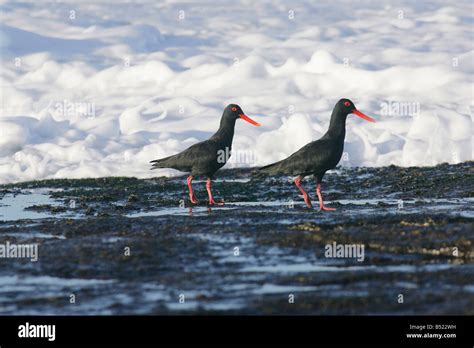 Dassen island south africa hi-res stock photography and images - Alamy