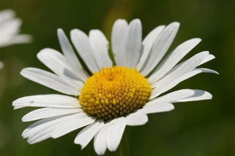 Chamomile (National flower of Russia) flowers flowers | Different types ...