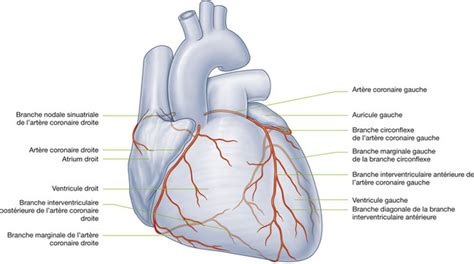 3 Thorax Medicine Key