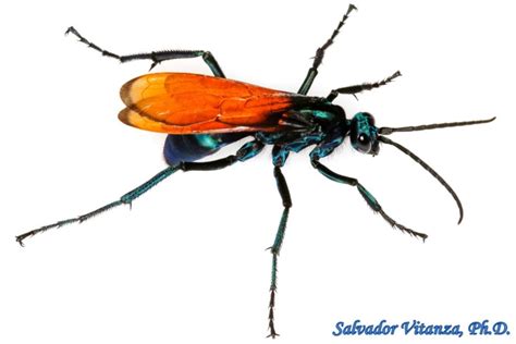 Hymenoptera Pompilidae Pepsis Female Tarantula Hawks C Urban Programs El Paso County