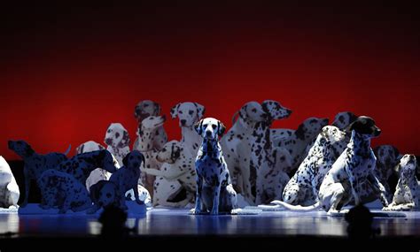 The Dalmatians Of The 101 Dalmatians Musical 101 Dalmatian Flickr