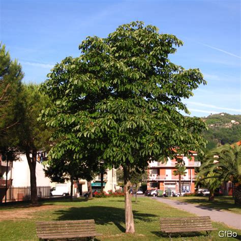 Alberi in città parte 1 Blog di Matematica e Scienze