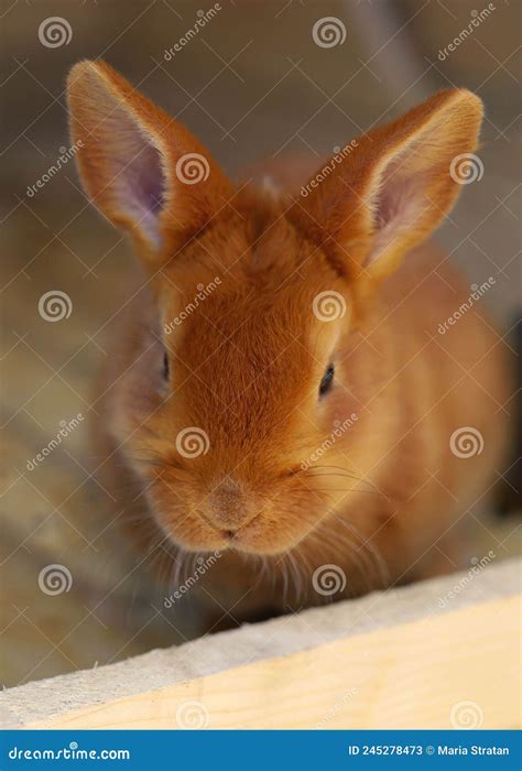 Red Rabbit Wiggles Its Nose And Ears Stock Image Image Of Ears