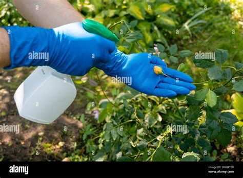 Treatment In The Garden Of Young Shoots Of Roses From Aphids