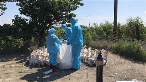 事隔半年 彰化芳苑同一肉禽場再染禽流感 生活 中時