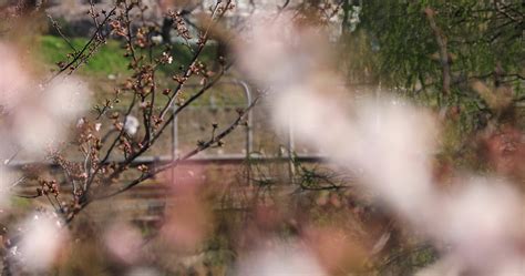 Cherry blossom at the park in Tokyo focusing 45679230 Stock Video at ...