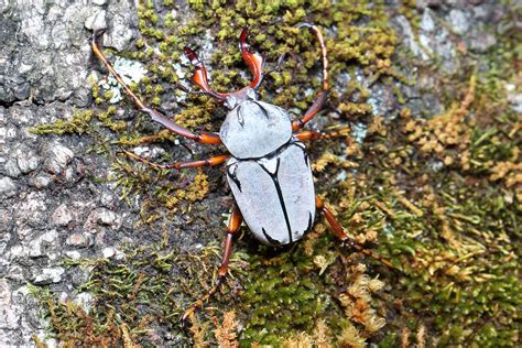 Dicronocephalus bourgoini Endemic to Taiwan male 臺灣角金龜 Flickr