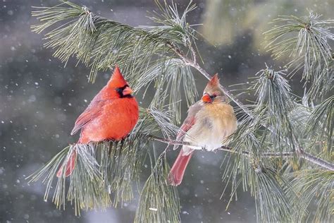 Northern cardinal male and female in pine tree in winter