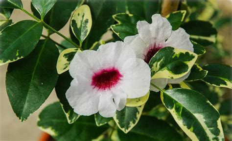 Viveiro Ciprest Plantas Nativas e Exóticas Pandórea de Folhas