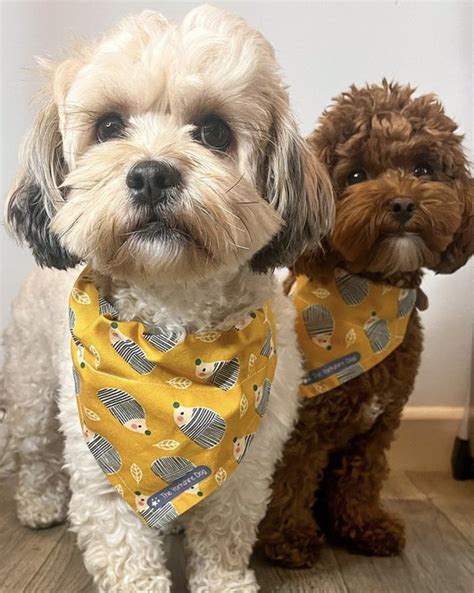 shih poo lifespan guide  long  shih poos  puptraveller