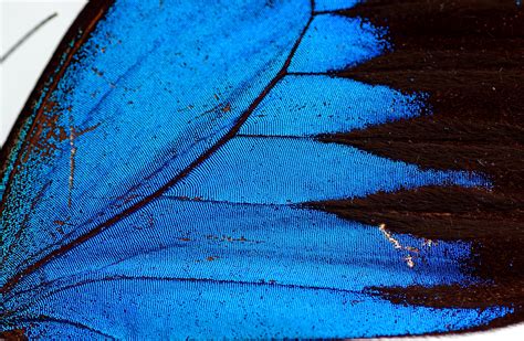 close butterfly wings australian geographic