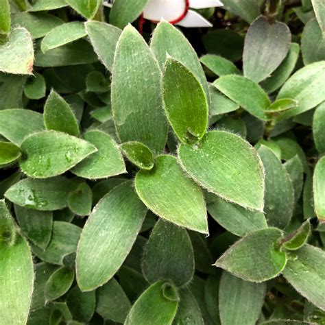 Tradescantia Pallida Pale Puma Steves Leaves