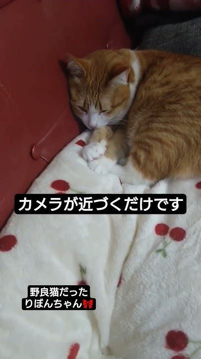 カメラが近づくだけです 野良猫だったりぼんちゃん🎀 Love 野良猫の可愛い鳴き声 Cat ねこ 野良猫ちゃん Catcat 猫