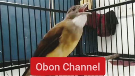 Masteran Burung Cucak Jenggot Gacor Tembakan Tajam Setajam SiLet YouTube