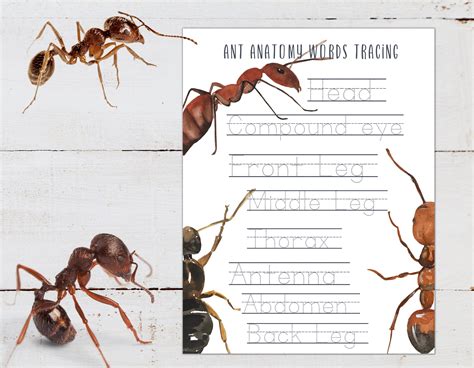 ANT Anatomy Poster, Labeling and Tracing Activity, Homeschool, Montessori, INSTANT DOWNLOAD - Etsy