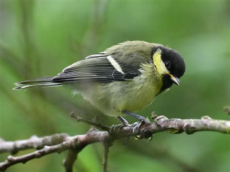 Kohlmeise Parus Major Kohlmeise Parus Major C Petra Flickr