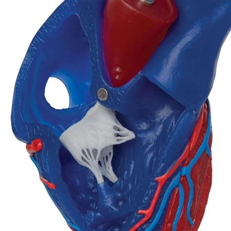 3b Scientific G01 1 Magnetic Heart Model Life Sized 5 Parts