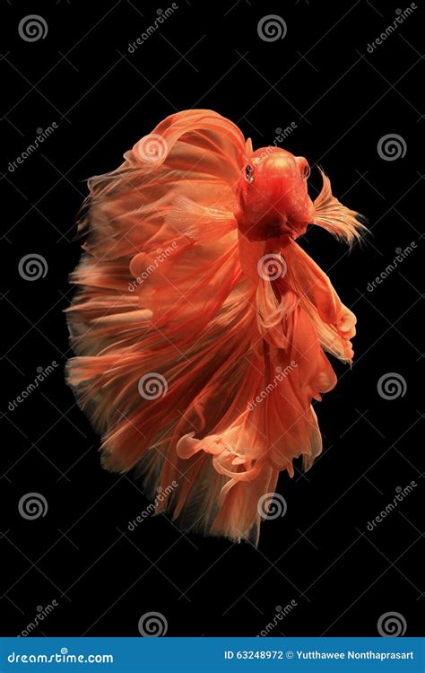 Orange Betta Fish - Orange Betta Fish Betta Fish Types Betta Fish Betta ...